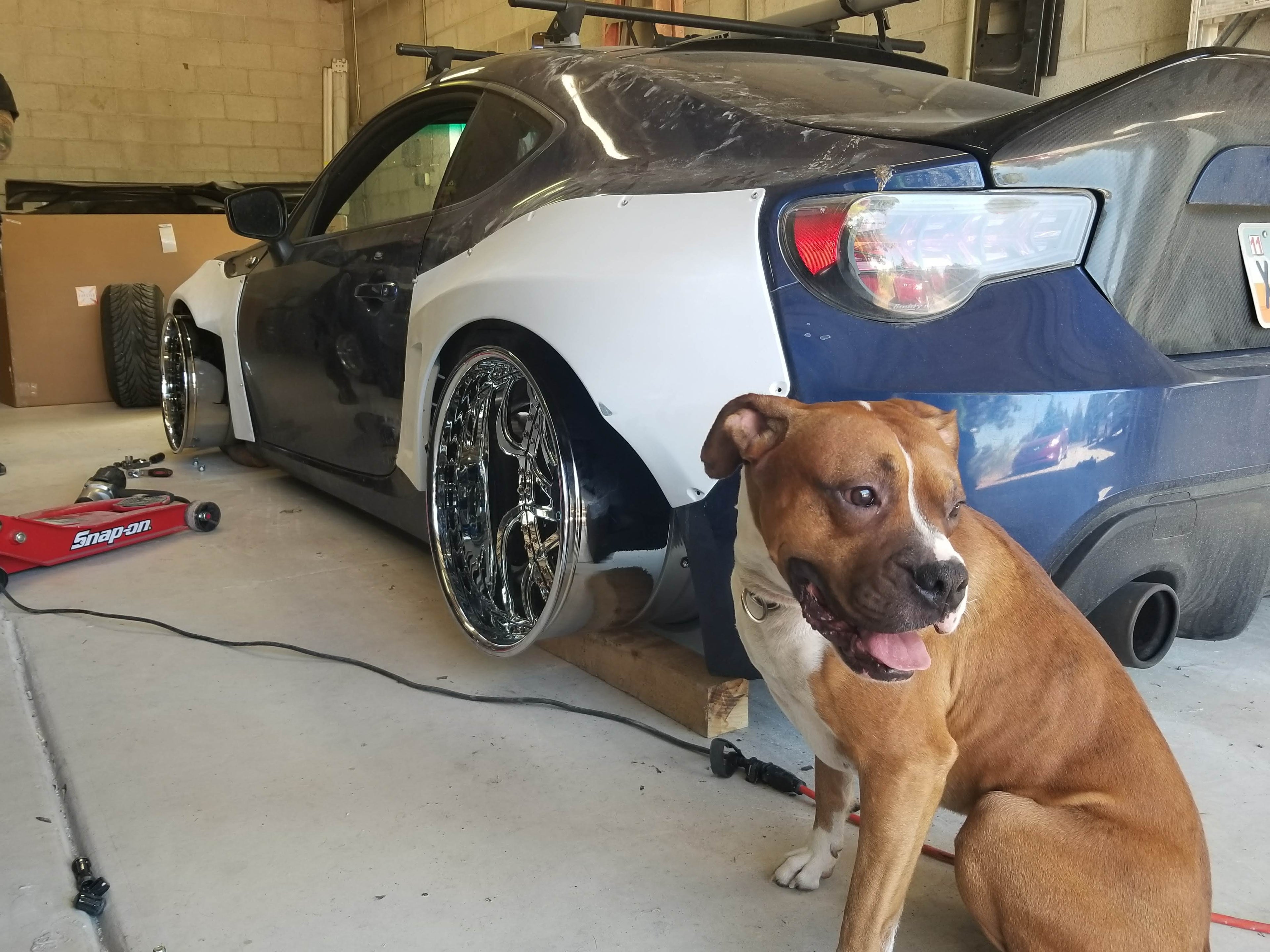 Dog sitting in front of a car in a garage